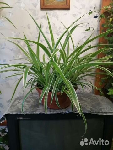 Хлорофитум, циперус