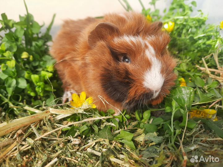 Морские свинки опт