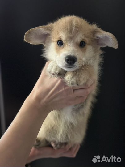 Вельш корги пемброк