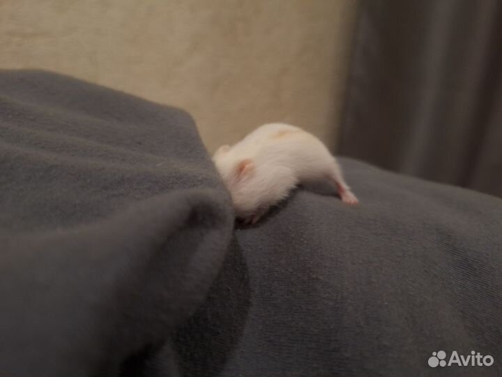 Хомяк, джунгарский, белый, мальчик, молодой