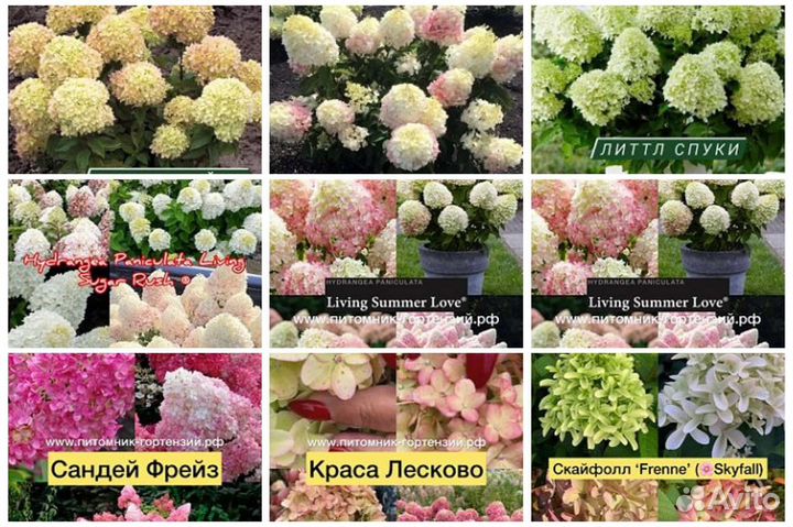 Метельчатые гортензии