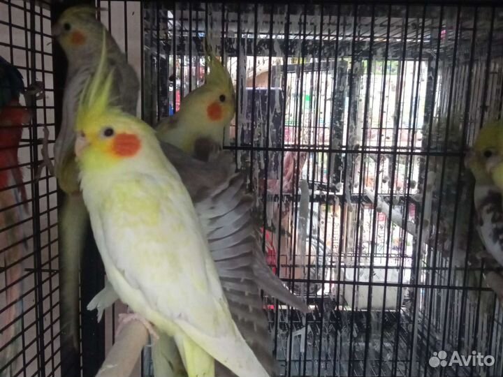 Волнистый попугай