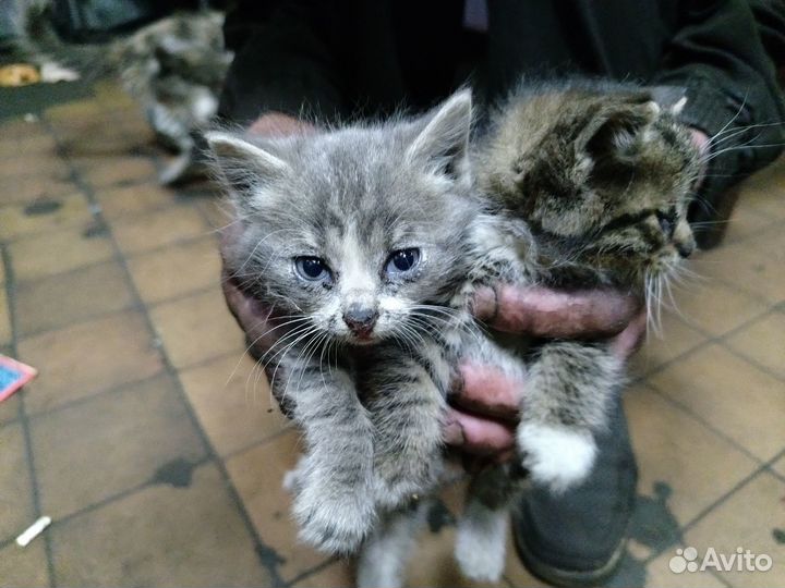 Котята в добрые руки даром бесплатно