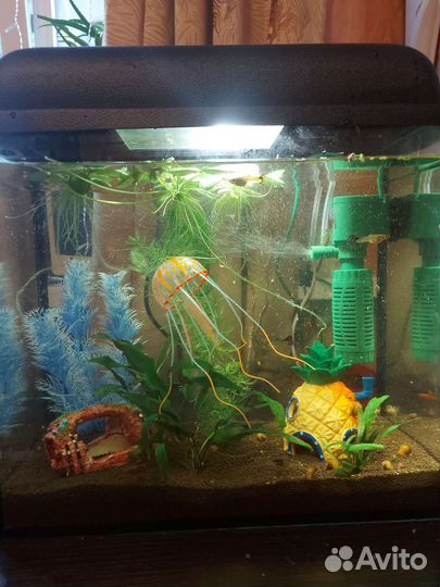 Аквариум с рыбками