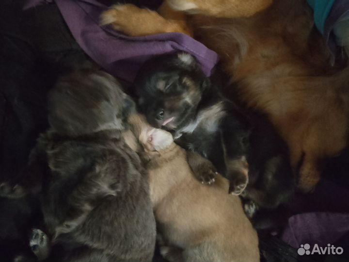 Щенок чихуахуа мальчик