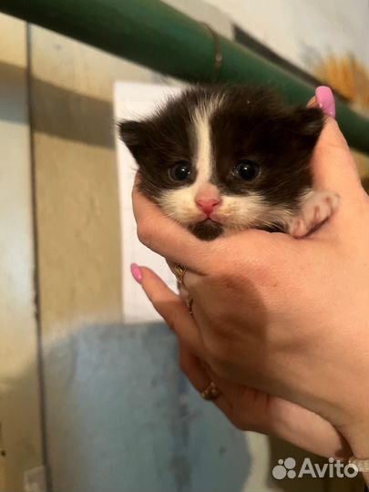 Котята в самые добрые руки