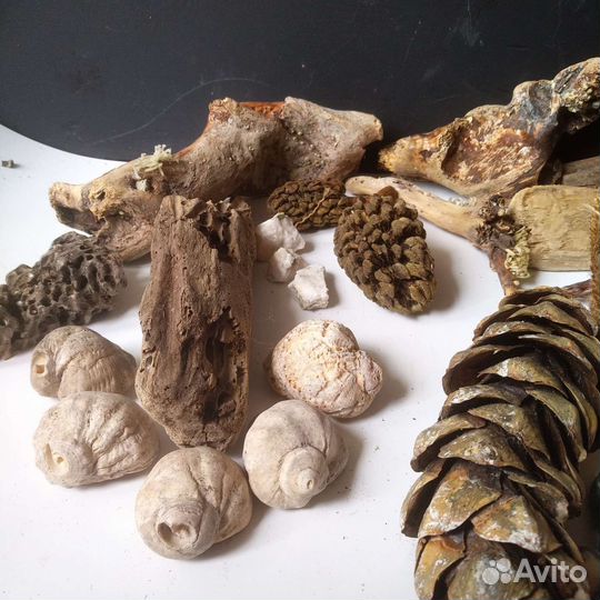 Дрифтвуд набор для творчества. Лот 43