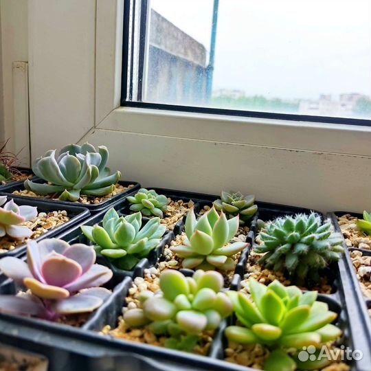 Черенки и детки суккулентов