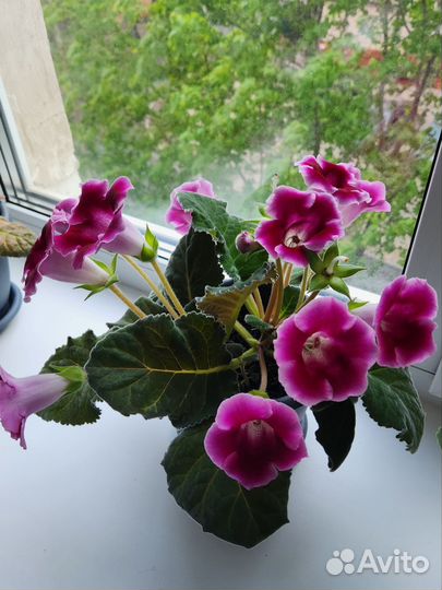 Глоксиния лист