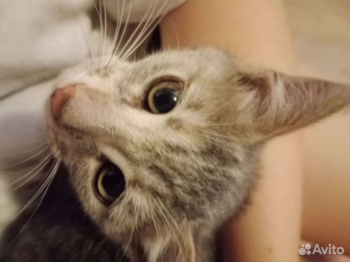 Кошечка в добрые руки