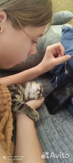 Котенка в добрые руки
