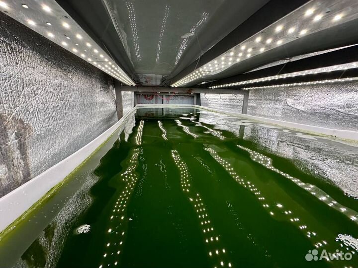 Хлорелла для водоемов