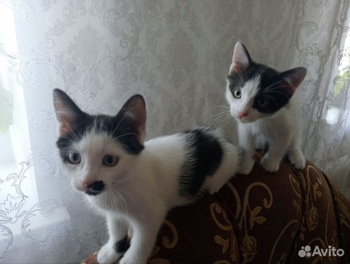 Отдаются в добрые ответственные руки два котёнка