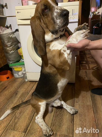 Бассет- хаунд вязка мальчик