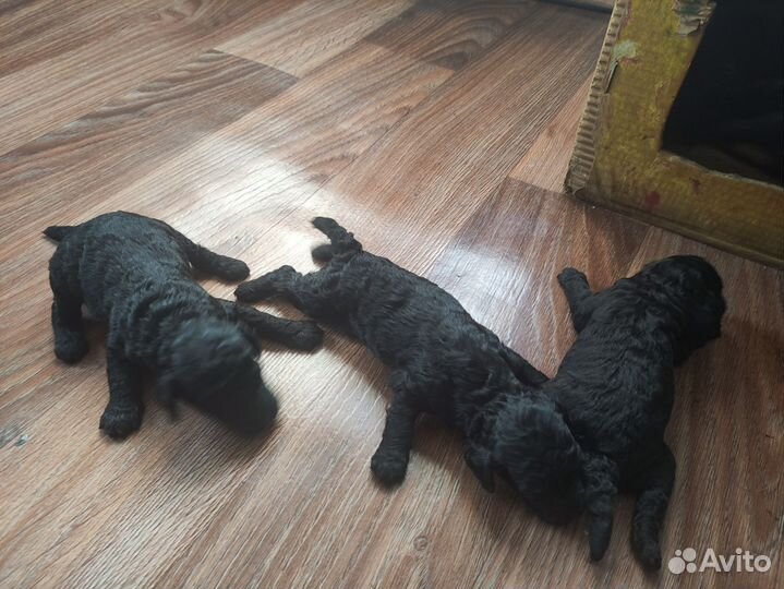 Щенки пуделя