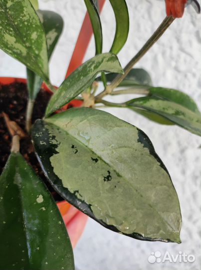 Хойи сортовые взрослые