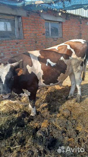 Быки на мясо. 235 живым весом