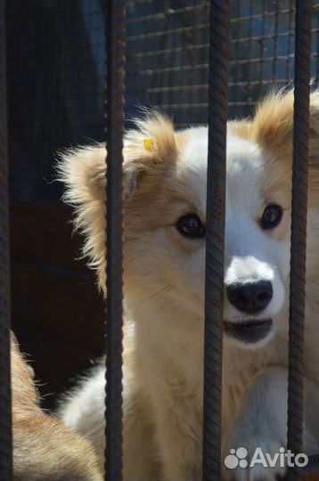 Миниатюрная собака ищет дом