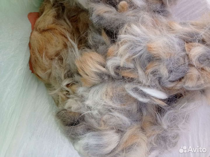 Собачья шерсть пух