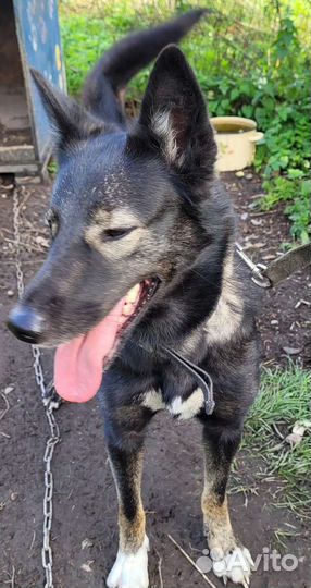 Собака в добрые руки