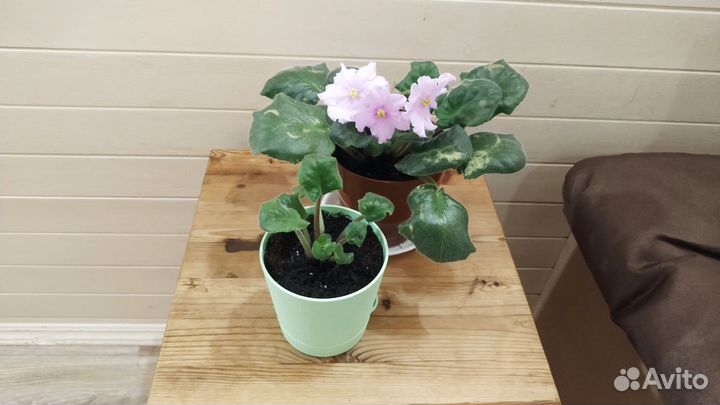 Фиалка в горшках