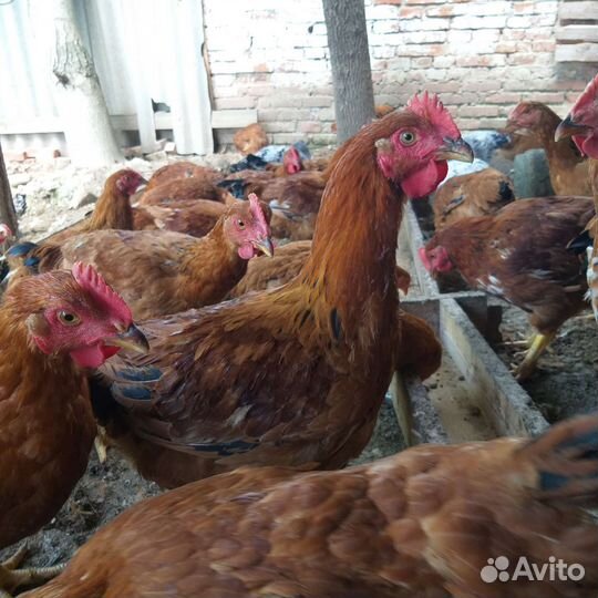 Мясо красных петушков и броллер