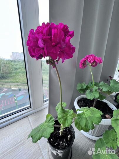 Герань пеларгония сортовая фуксия на цвету