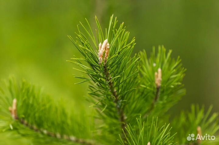 Сосна обыкновенная