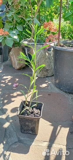 Вересковая астра белая кустовая