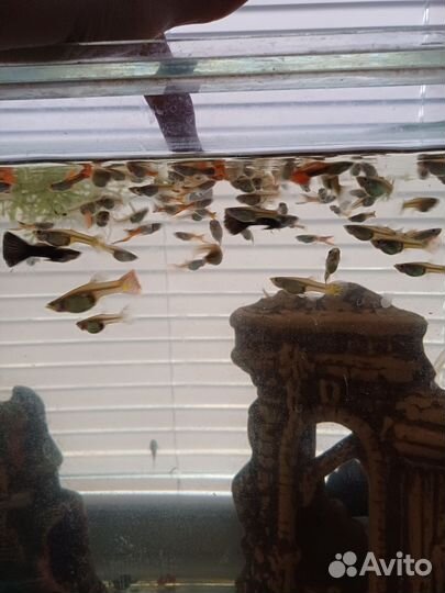 Рыбки гуппи