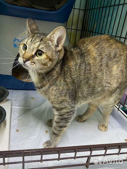 Котомама найдись