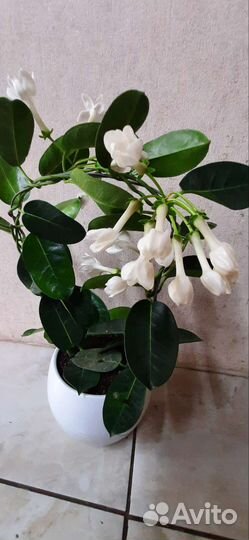 Стефанотис