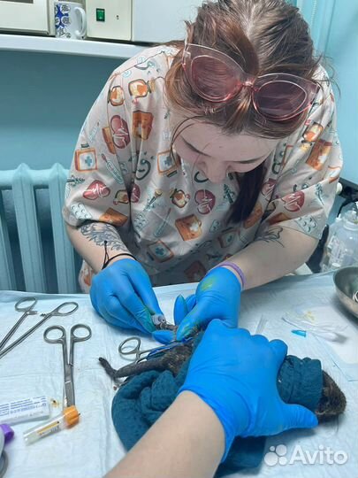 Ветеринарный врач-терапевт, ратолог на дом