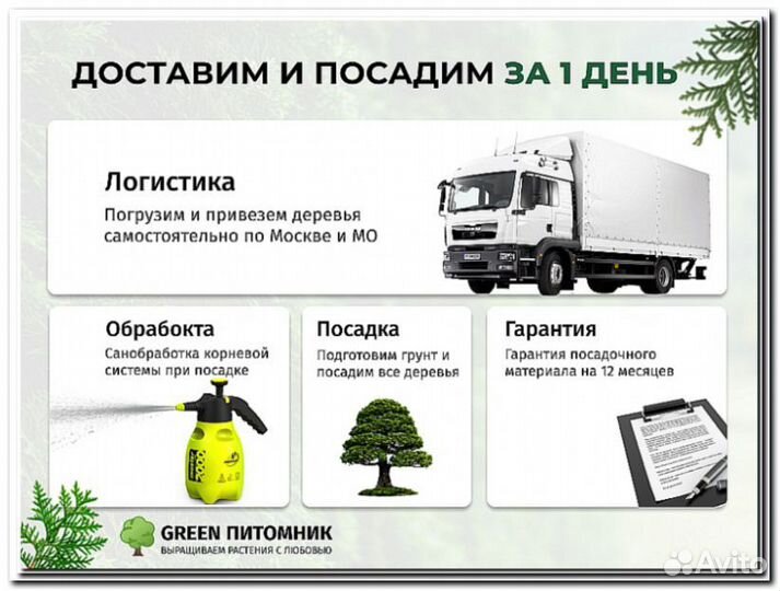 Туя Колумна 2,5 м