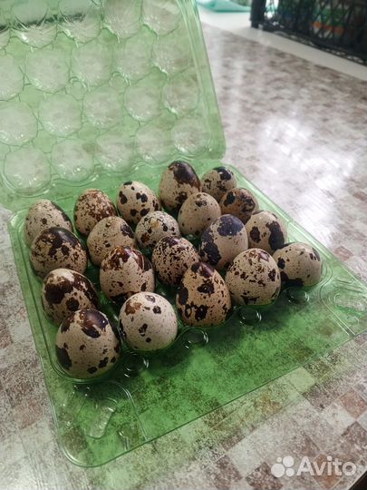 Яйца перепелиные домашние