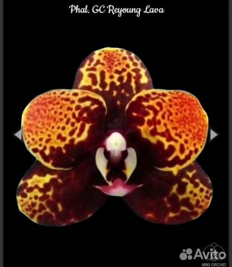 Орхидеи Фаленопсис азия