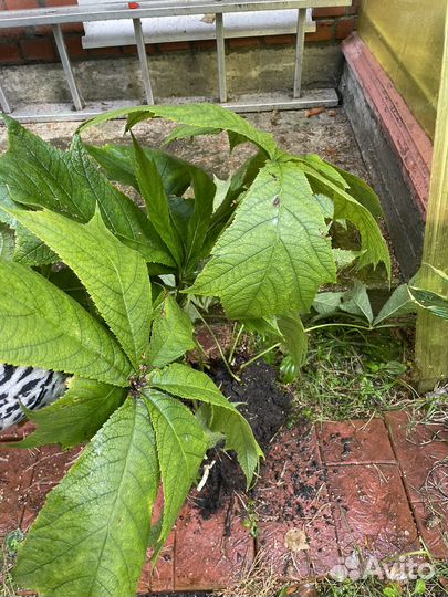 Хоста куст, роджерсия