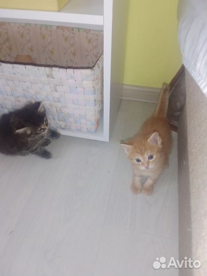 Котята