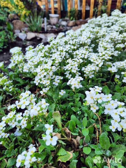 Обриета,флокс почвопокровные растения