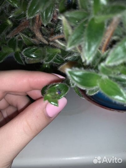 Цианотис сомалийский