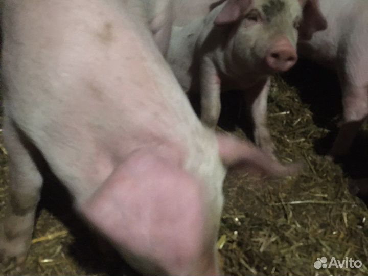 Поросенок ландрас
