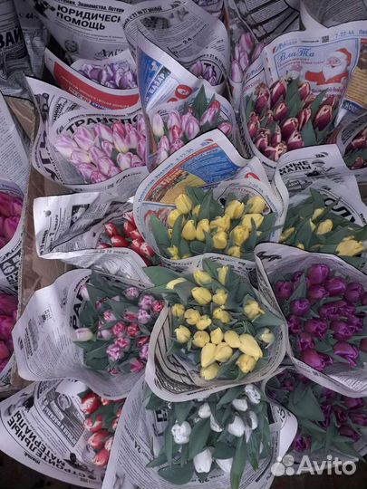 Тюльпаны оптом