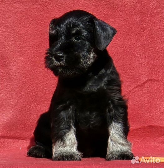 Девочки, РКФ