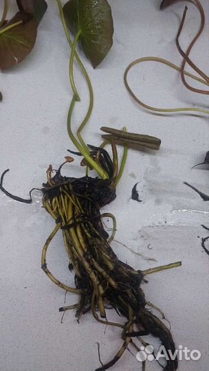 Кувшинки для пруда