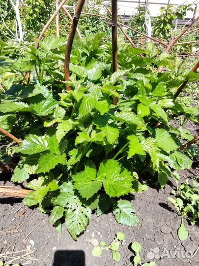 Ежевика натчез