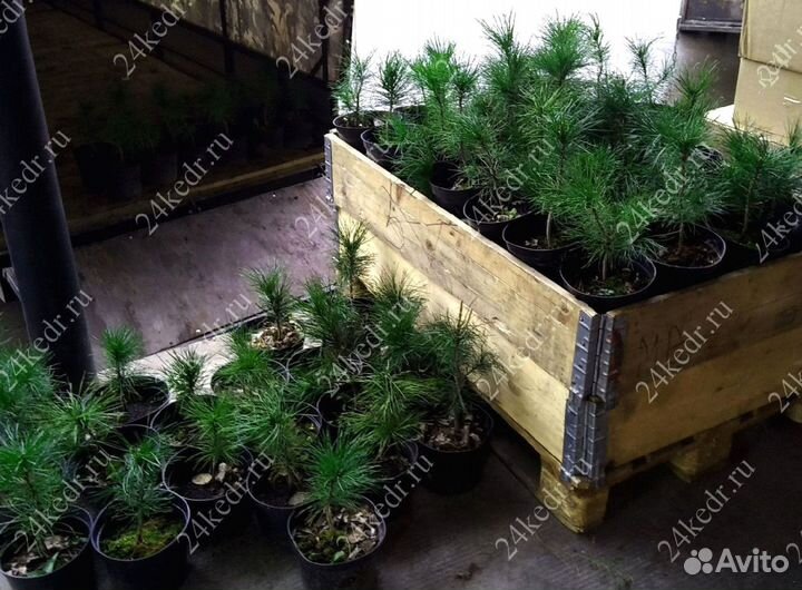 Саженцы кедра