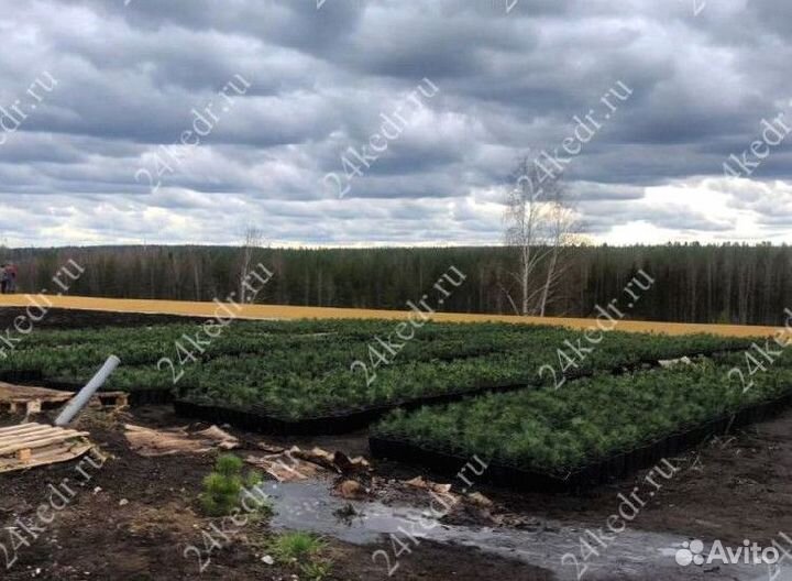 Саженцы кедра от производителя