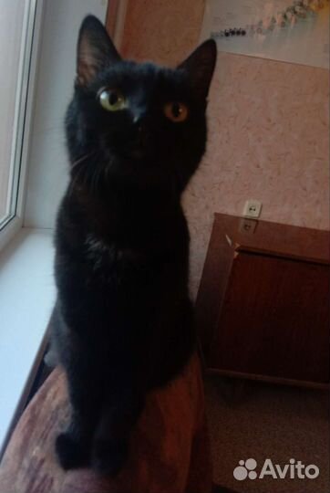 Кошка в дар бесплатно