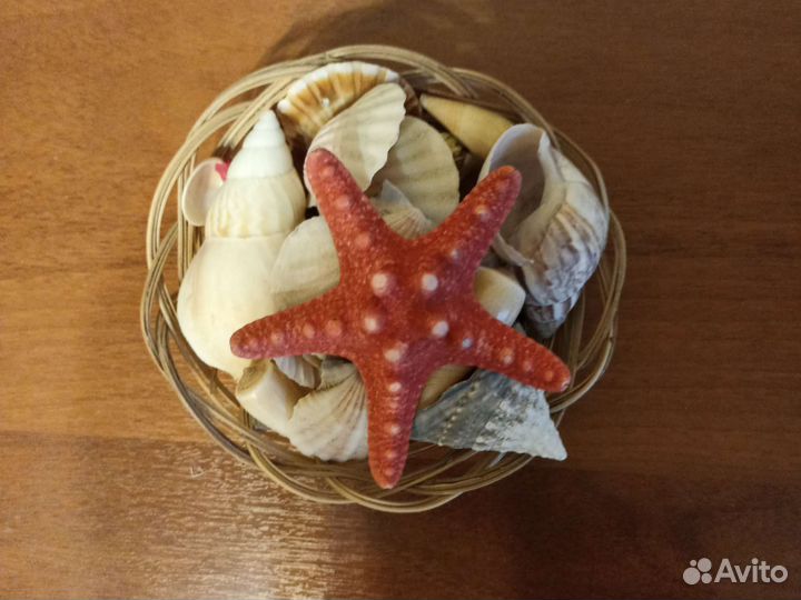 Набор для декора ракушки, морская звезда