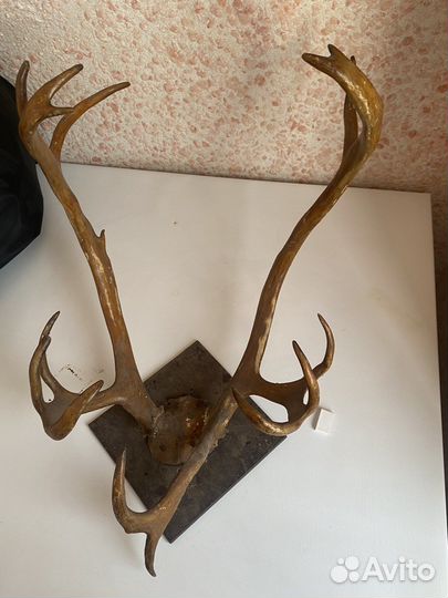 Рога оленя